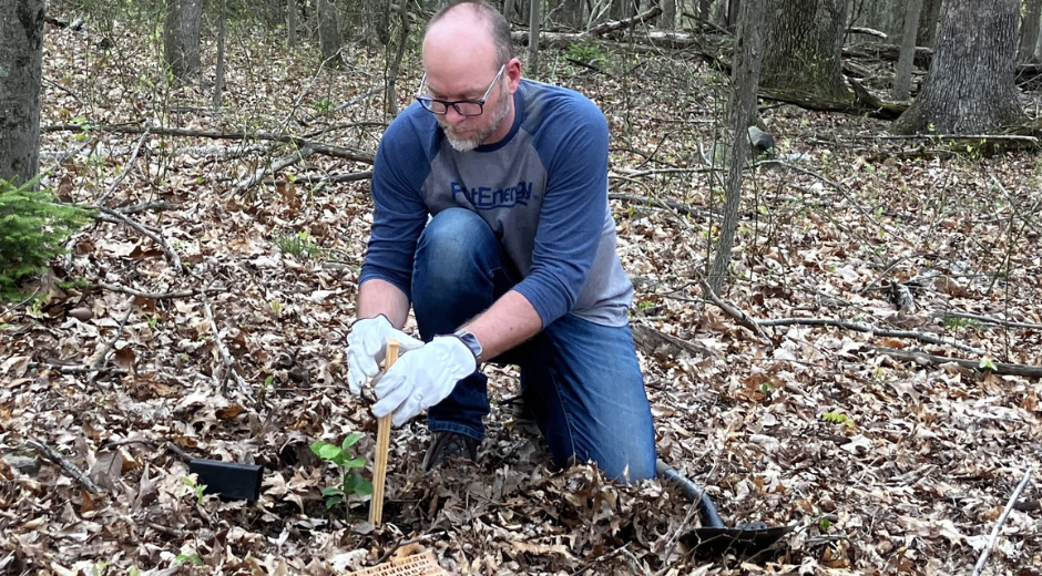 Spring tree planting 